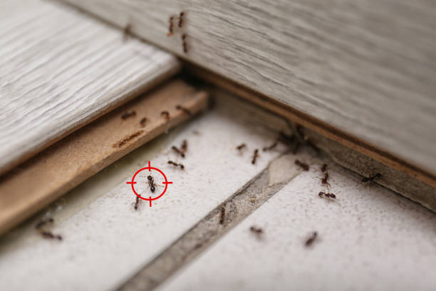 Best Local Pest Control Services  in West Union, IA