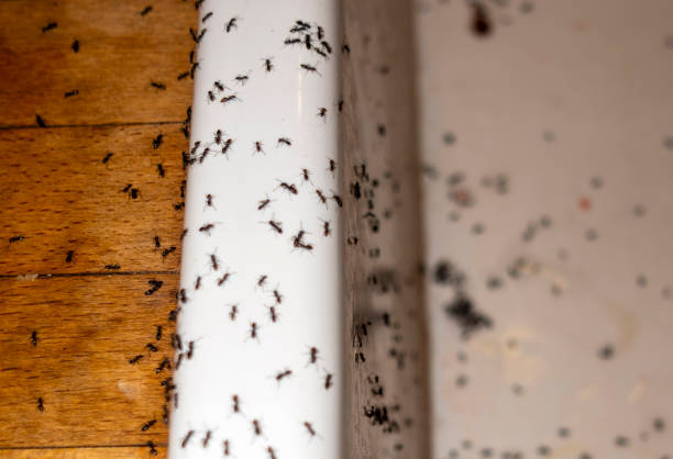 Reliable West Union, IA Pest Control Solutions