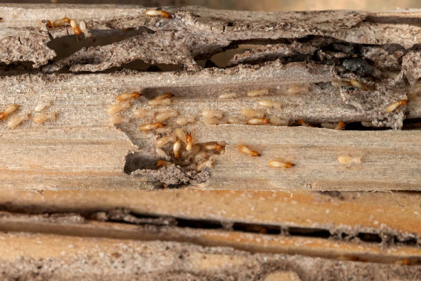 Best Mosquito Control Services  in West Union, IA